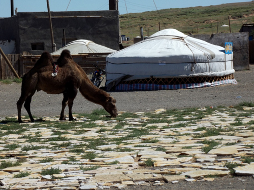 Entre los nómades y los dinosaurios